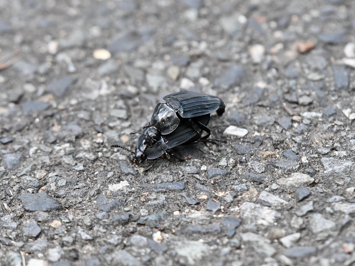 #22:
          A pair of Silpha Carinata, Gunma.
          f/5.6 at 500mm - Shutter Speed: 1/250 - ISO: 2800